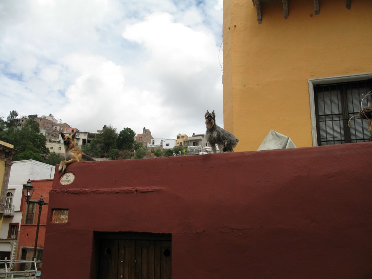 slideshow image